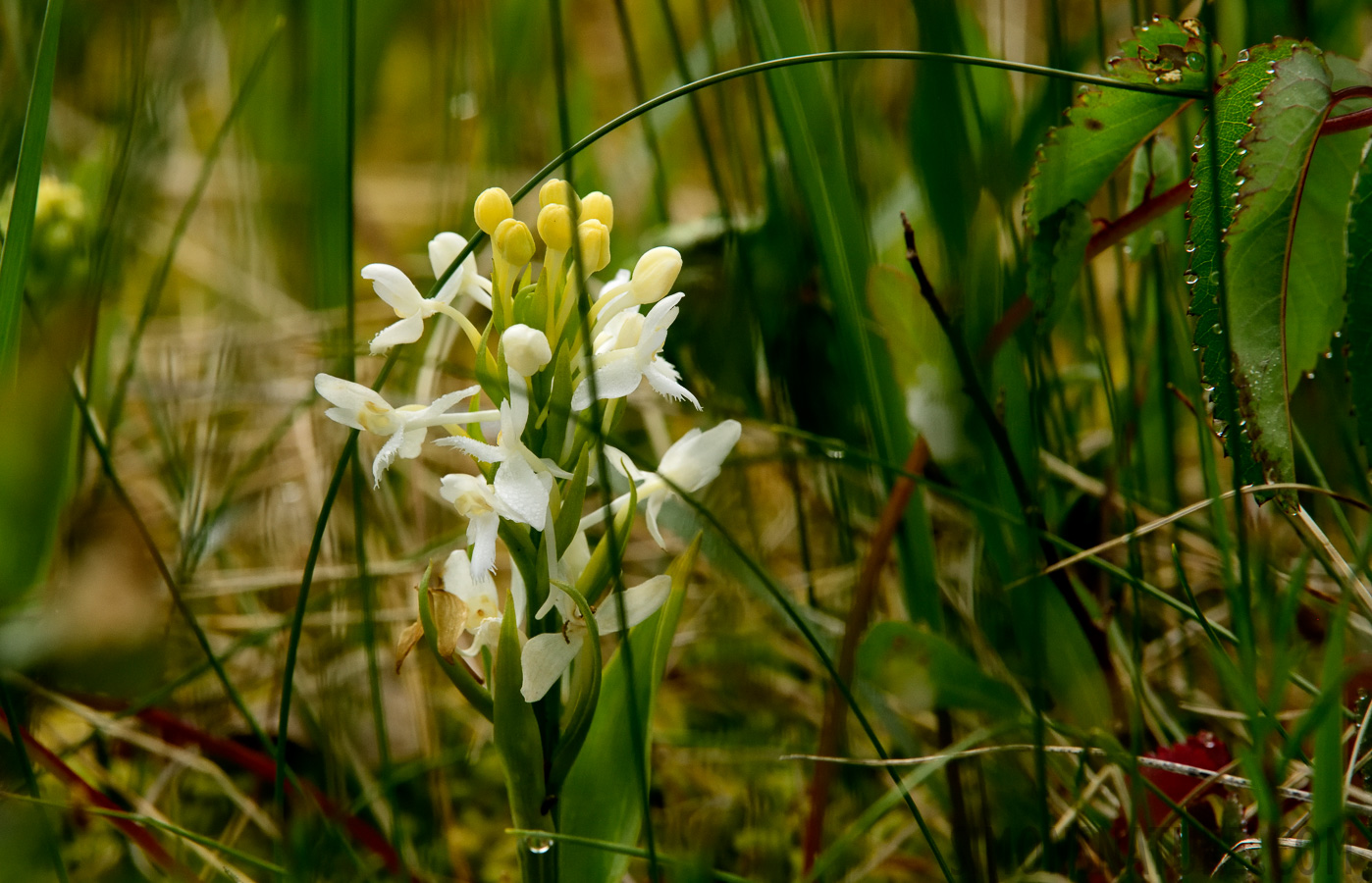 Platanthera blephariglottis [400 mm, 1/800 Sek. bei f / 13, ISO 1600]